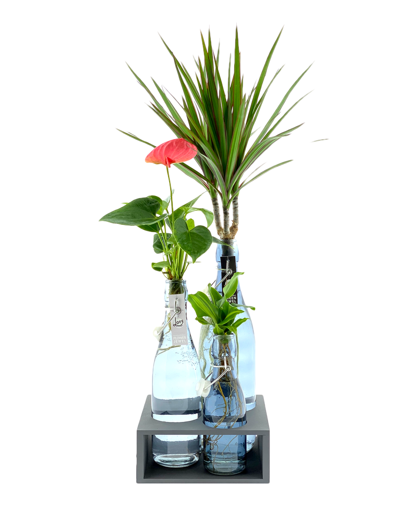 L'hydroponie : des plantes en vase
