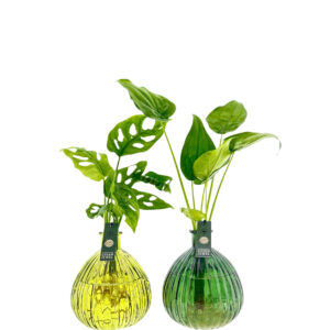 Jive XL glas | kleur lichtgroen en donker groen | Monstera Adansonii en Allocasia plant