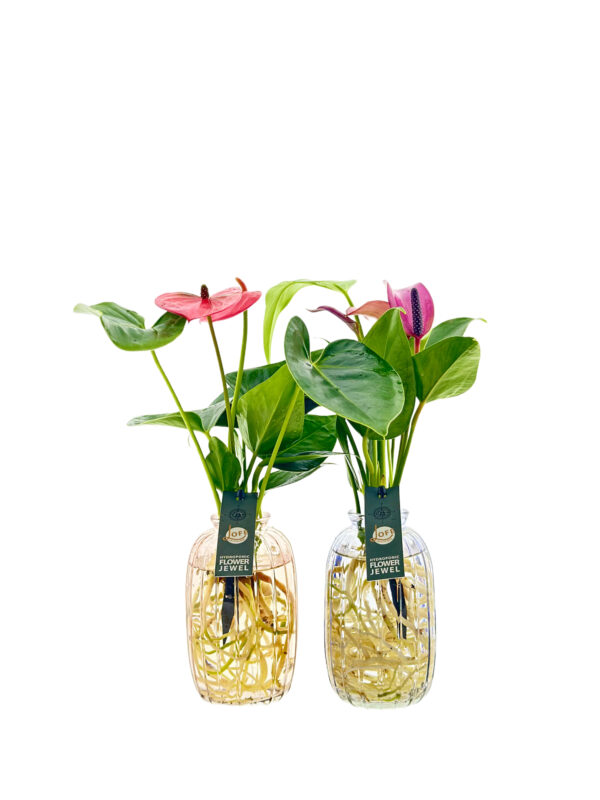 Nela kleur hoog set van 2 | Anthurium