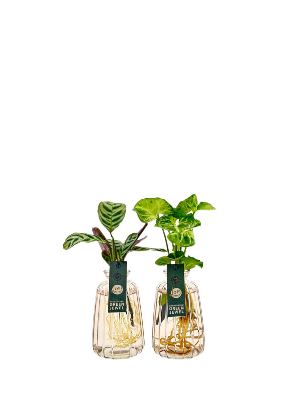 Koa roze glas set van 2 | Ctenanthe en Syngonium White