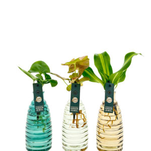 Lina kleur set van 3 | Syngonium Neon, Dracaena Burley en Philodendron