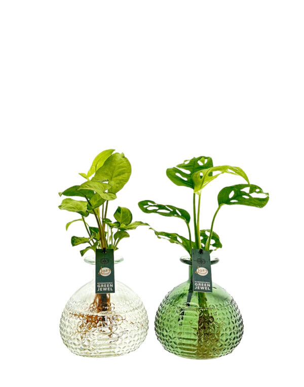 Jive M kleur glas | Monstera Adansonii en Syngonium White